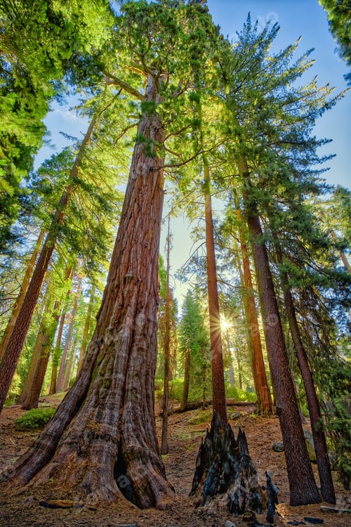 Preview: Grove Sunrise, General Grant Grove, Sequoia & Kings Canyon National Park