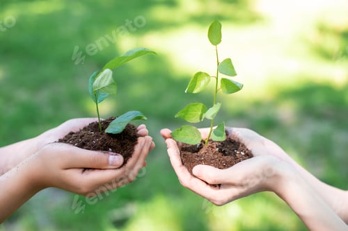 Preview: cropped view of women holding soil with sprouts in hands