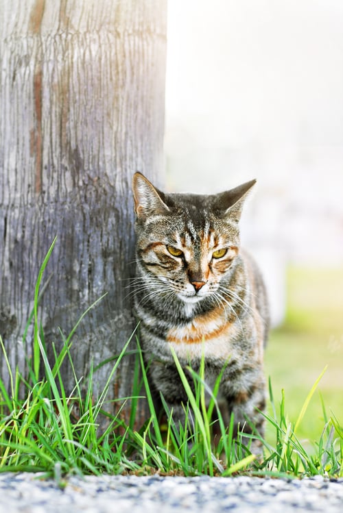 Preview: Homeless three-color cat