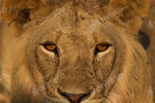 Preview: Portrait of lion (Panthera leo), close-up, Tarangire National Park, Tanzania, Africa
