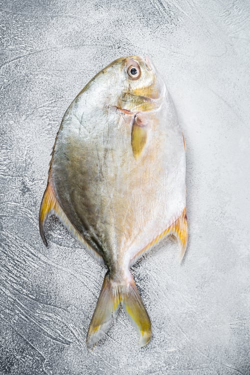 Preview: Fresh raw fish pompano on kitchen table. White background. Top view