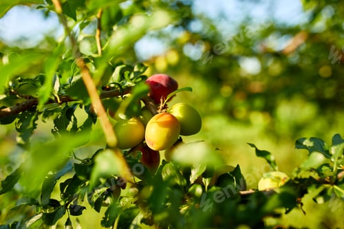Preview: Branch with ripening organic plums in the garden in sunny day