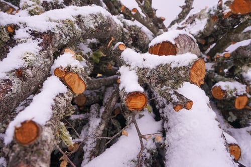 Preview: untenable image of snow covered wood cuts for firewood
