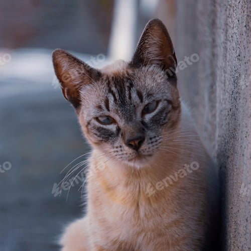 Preview: Inquisitive stray tabby cat staring into the camera with blurred background