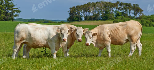 Preview: Shhh guys, here comes the farmer Quick, say Mooo...