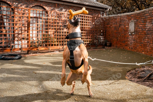 Preview: Playful Belgian Malinois dog jumping to catch a toy bone in a backyard with brick walls on sunny day