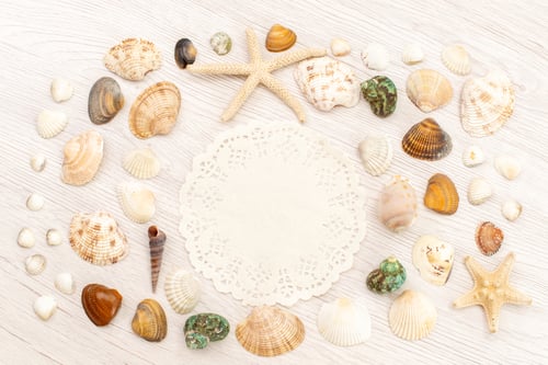 Preview: top view little sea shells different formed and colored on the white background sea ocean sea water