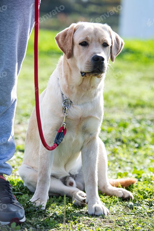 Preview: labrador retriever and leash