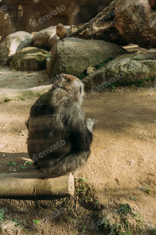 Preview: back view of chimp sitting on tree trunk in zoo, barcelona, spain