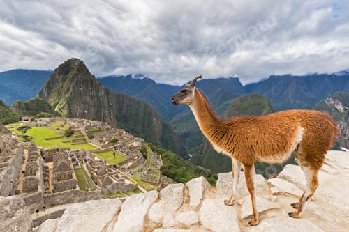 Preview: Peru, Andes, Urubamba Valley, llama at Machu Picchu with mountain Huayna Picchu