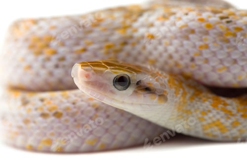 Preview: Beauty rat Snake isolated on white background