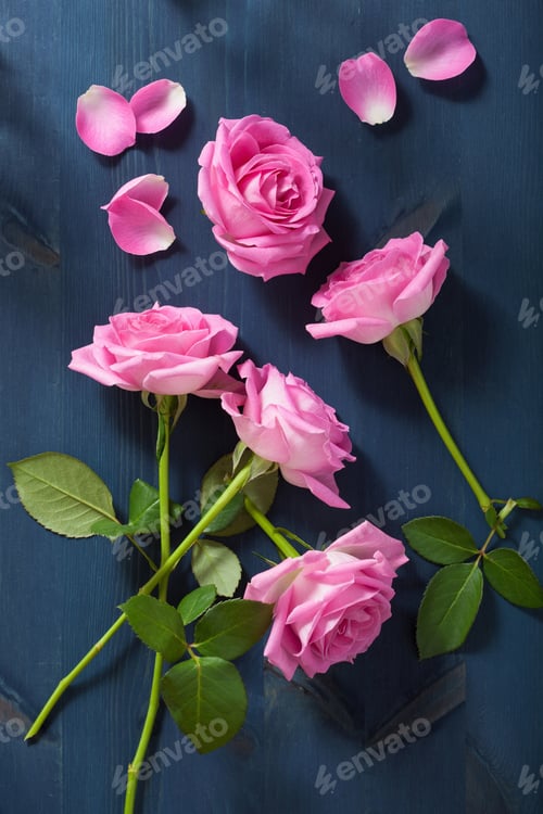 Preview: pink rose flowers over dark blue background