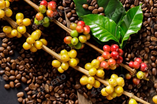 Preview: Coffee beans on coffee green leaves on wooden background, Fresh coffee beans on wooden background