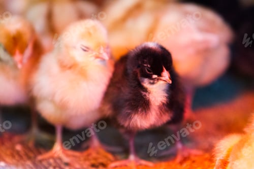 Preview: Bunches of chicks