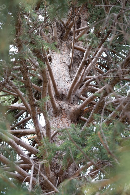 Preview: A vertical shot of a tree
