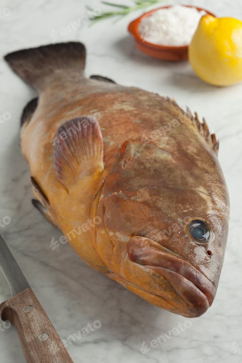 Preview: Single dusky grouper