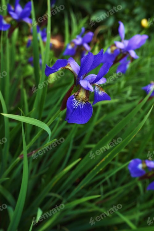 Preview: Iris flowers