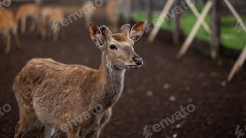 Preview: Wild animal. Dappled deer on the farm