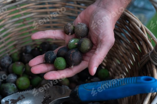 Preview: Macadamia Nuts