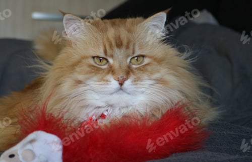 Preview: Fluffy cat
