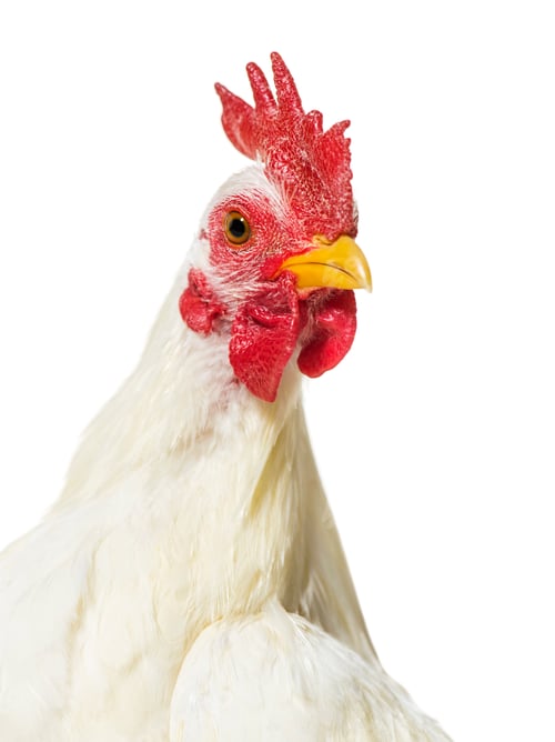Preview: White chicken against white background