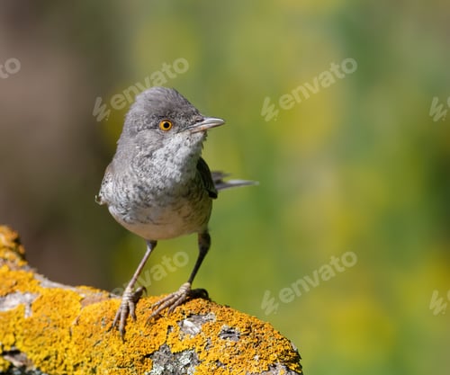 Preview: Barred warbler, Sylvia nisoria