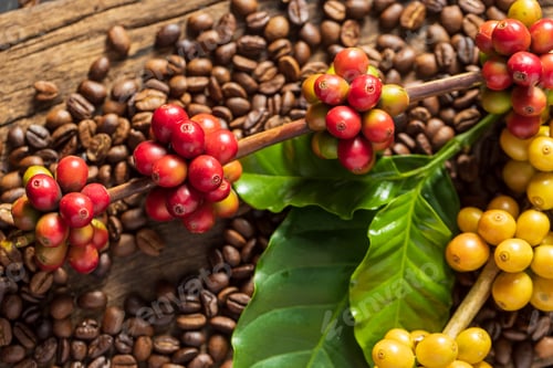 Preview: Coffee beans on coffee green leaves on wooden background, Fresh coffee beans on wooden background
