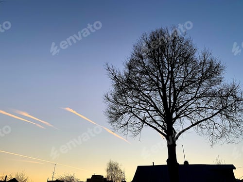 Preview: Silhouette of a tall tree against the background of the evening sky
