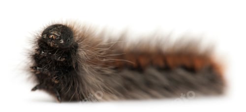 Preview: Caterpillar of Grass Eggar, is a moth, Lasiocampa trifolii, in front of white background