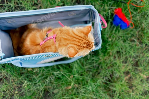 Preview: top shot close-up in the summer in a park on green meadow, a red fluffy cat sits on a pink leash