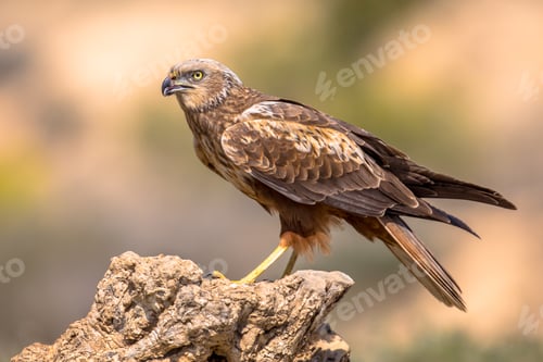 Preview: Marsh harrier male