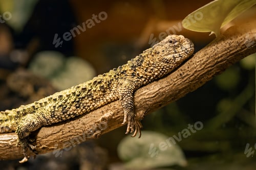 Preview: a lizard with spots sits on a branch outside, and is eating some leaves