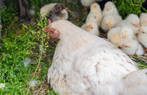 Preview: Fluffy white hen nestling peacefully amid verdant grass, sheltering soft yellow chicks in serene