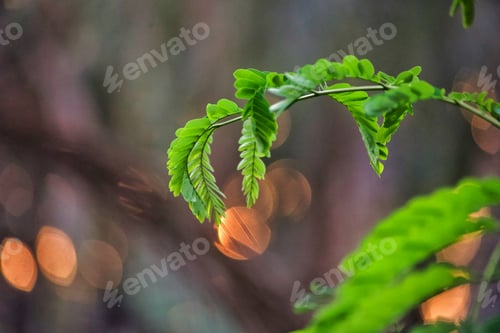 Vista previa: Beautiful tropical desert green oasis branch with vibrant blurred natural sunlight bokeh background