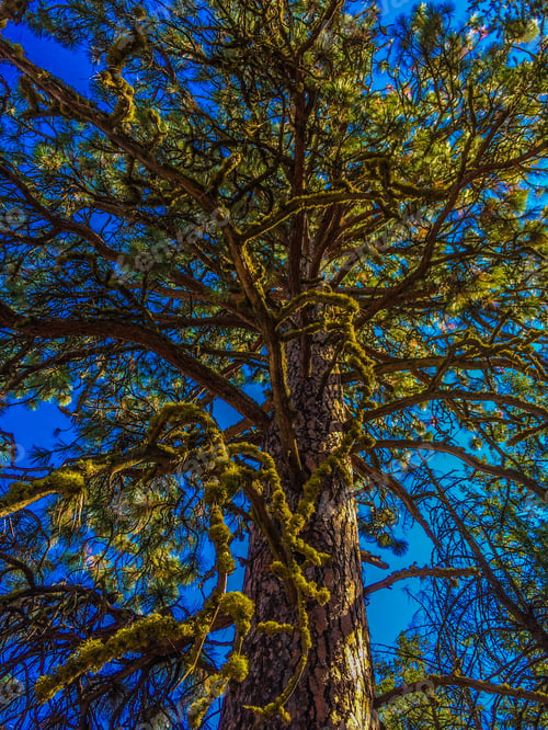 Preview: Moss covered pine tree