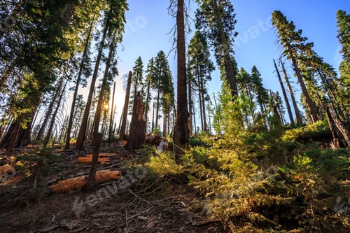 Preview: Forest Of Sequoias In The Mariposa Grove At Yosemite National Park In California