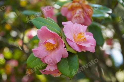 Preview: Closeup of a Japanese camellia pink flowers