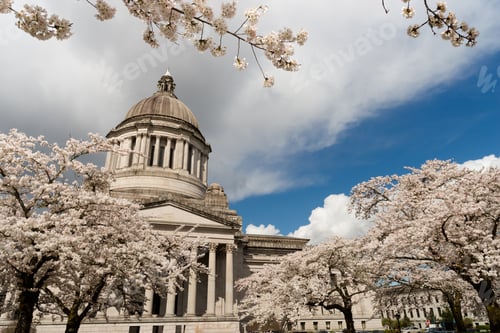 Preview: Washington State Capital Building Olympia Springtime Cherry Blossom