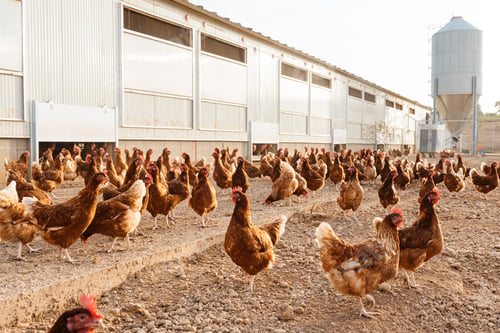 Preview: Healthy brown organic chickens roaming in farmyard