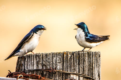 Preview: Tree swallows chirping on a fence post