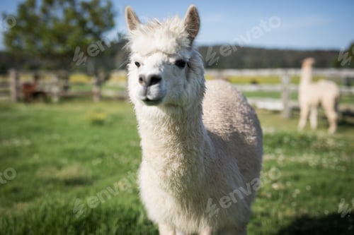 Close-up of a White Alpaca in a Field
