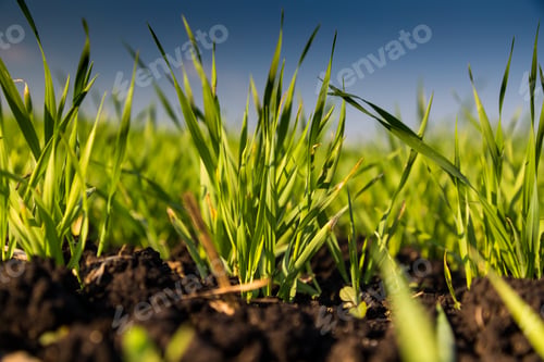 Preview: Close up green agricultural wheat field in spring. Countryside landscape.