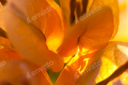 Preview: Abstract pink floral macro background,