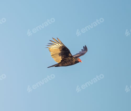 Preview: Majestic cathartes soaring through the sky with its wings spread wide