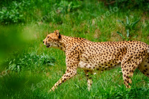 Preview: A beautiful cheetah is walking on the green grass in the savanna.