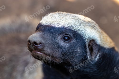 Preview: Closeup shot of a honey badger in a forest during the day