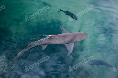 Preview: Closeup shot of sharks in the water
