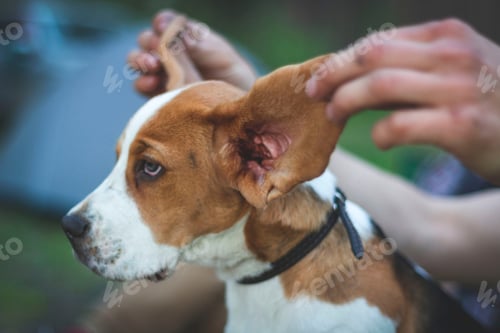 Preview: Funny puppy