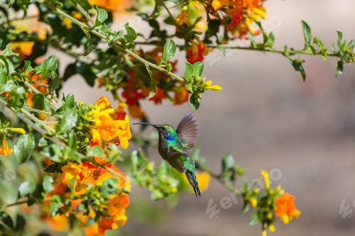 Preview: Kolibri