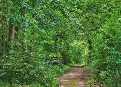 Preview: The forest in springtime